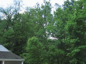 19330 Belleau Wood Drive 1-2 Beds Apartment for Rent - Photo Gallery 5