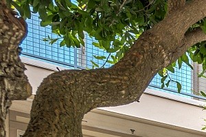 Courtyard - Photo Gallery 6