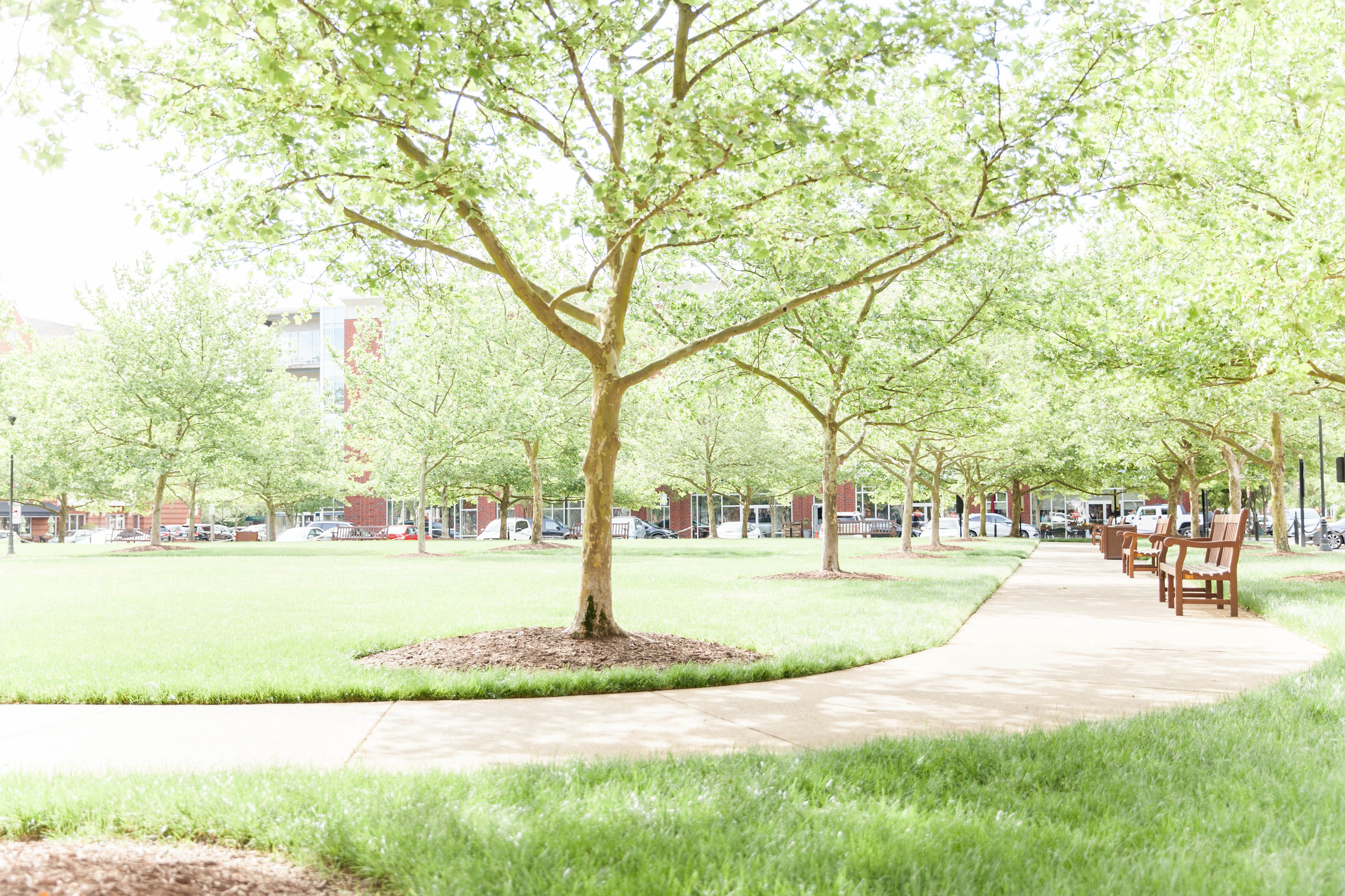 a park with trees and benches and a sidewalk