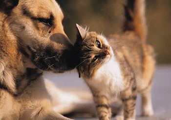 Pets Welcome at The Saratoga Apartments, Washington