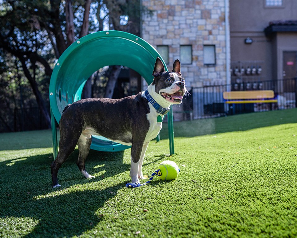 boogie at Nalle Woods of Westlake, Austin, 78746