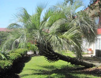 1334 Pascagoula Street 1-2 Beds Apartment for Rent - Photo Gallery 3
