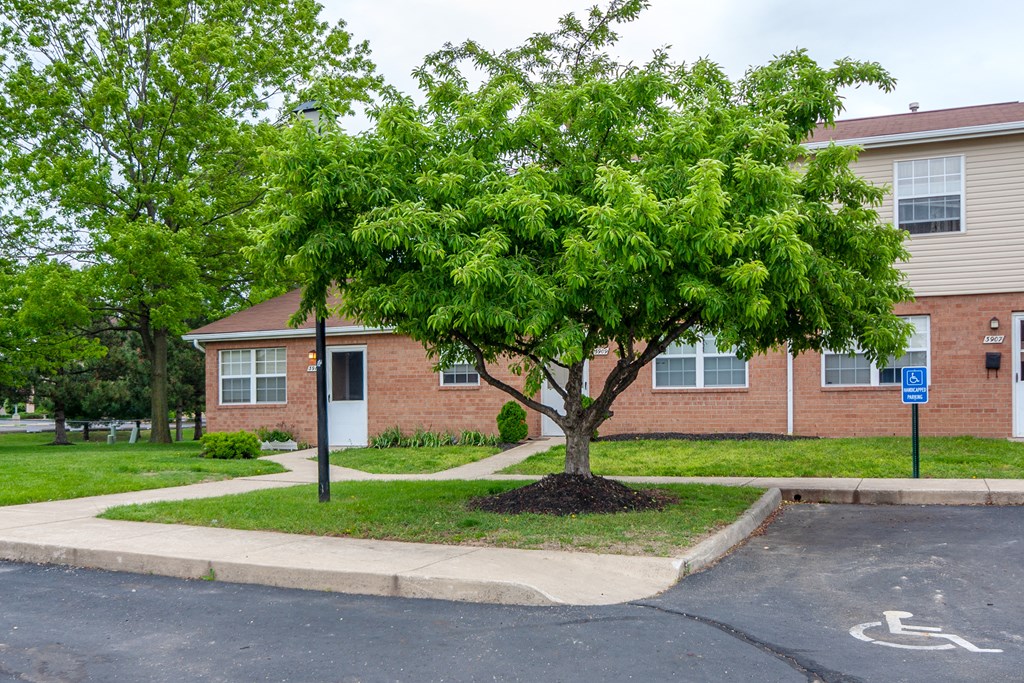 a tree in front of a brick apartment building