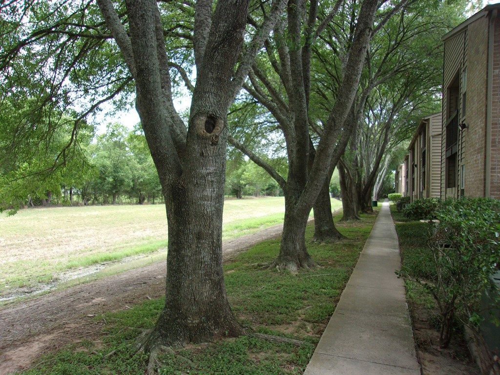 a row of trees on the side of a sidewalk
