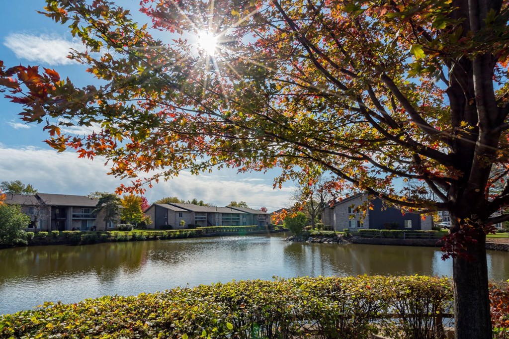 a tree overlooking a body of water with houses in the background