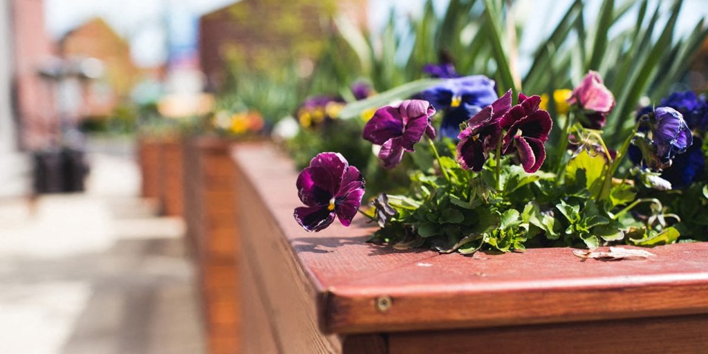 a row of flowers sitting on top of a wooden bench