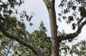 Chalet Gardens Apartments Apartments In Pine Hill Nj