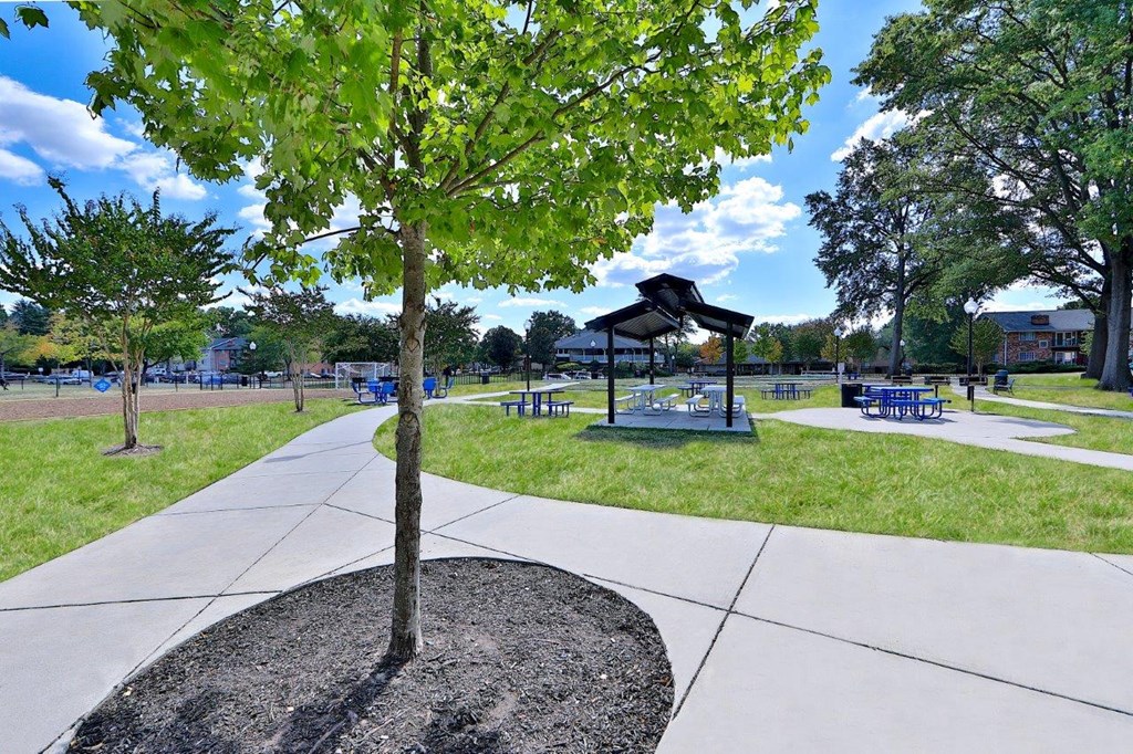 a tree in the middle of a park