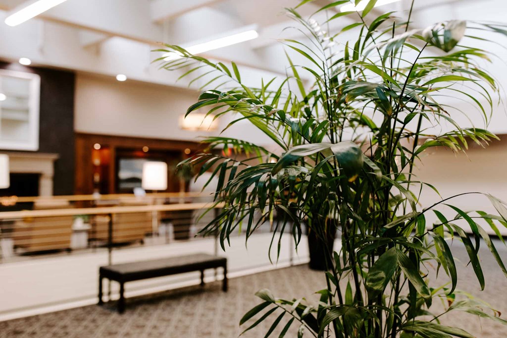 a potted plant in a lobby of a building
