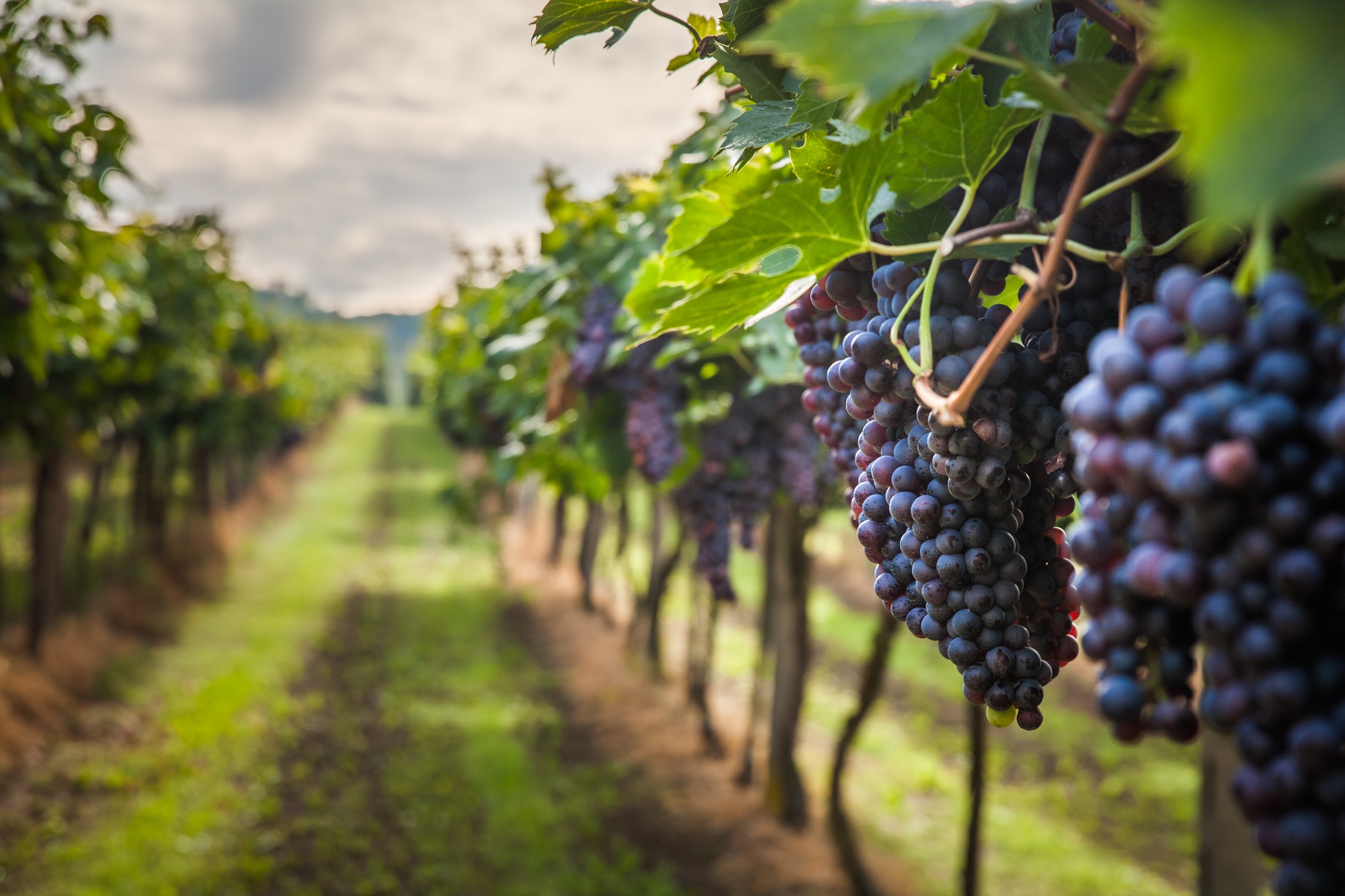 Vineyard Vineyard