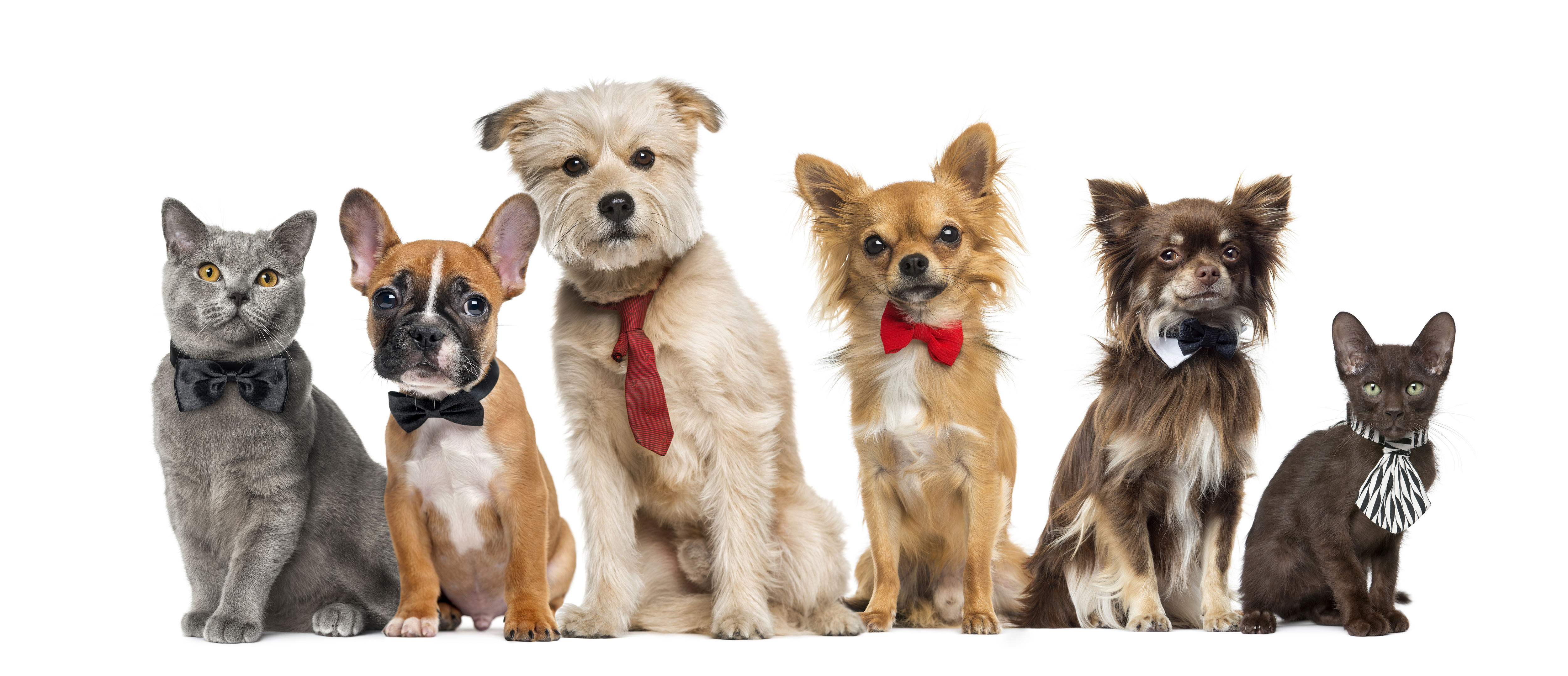 The Grand Reserve at Tampa Palms is a pet friendly community in Tampa.